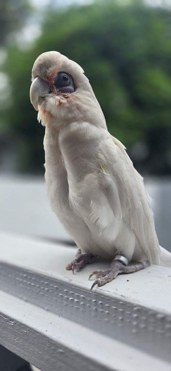 Bare eyed cockatoo