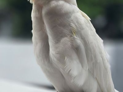 Bare eyed cockatoo