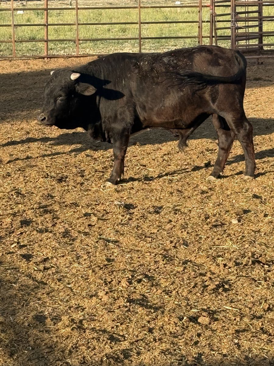 Mini Dexter bull rent or for sale
