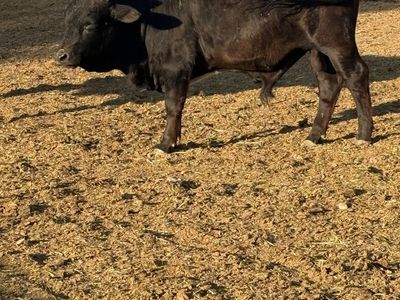 Mini Dexter bull rent or for sale