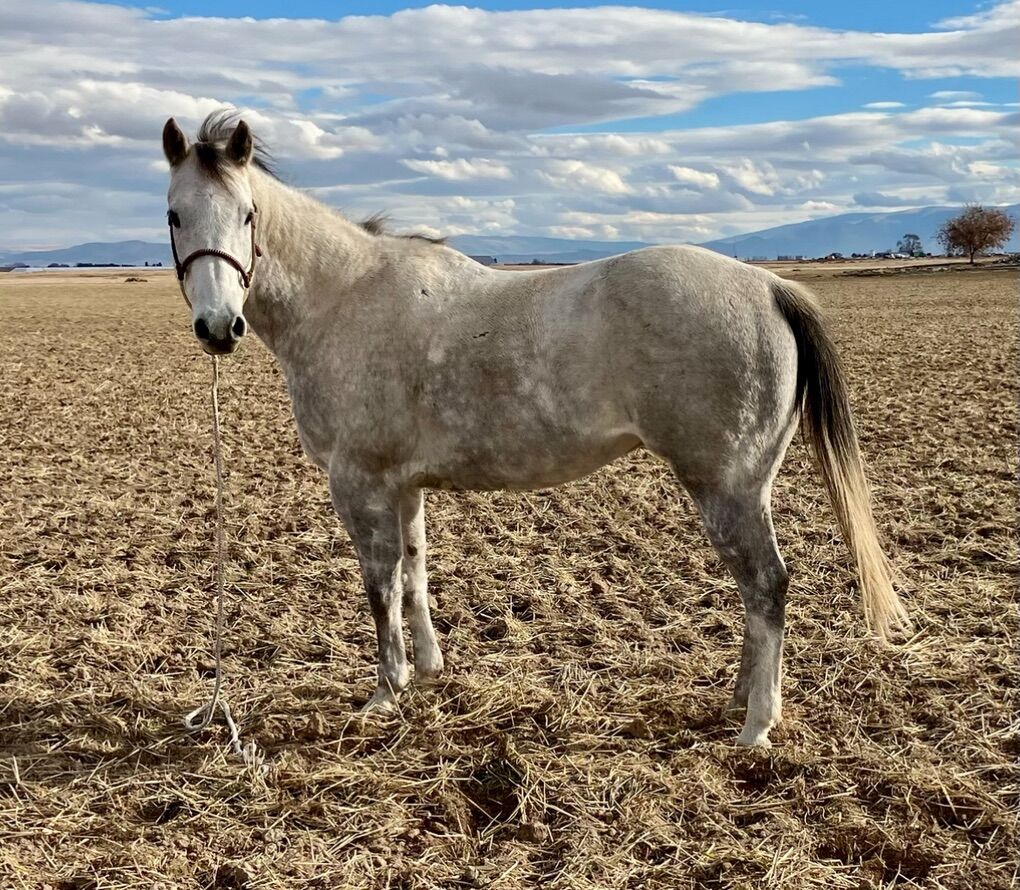 Fancy AQHA Head Horse