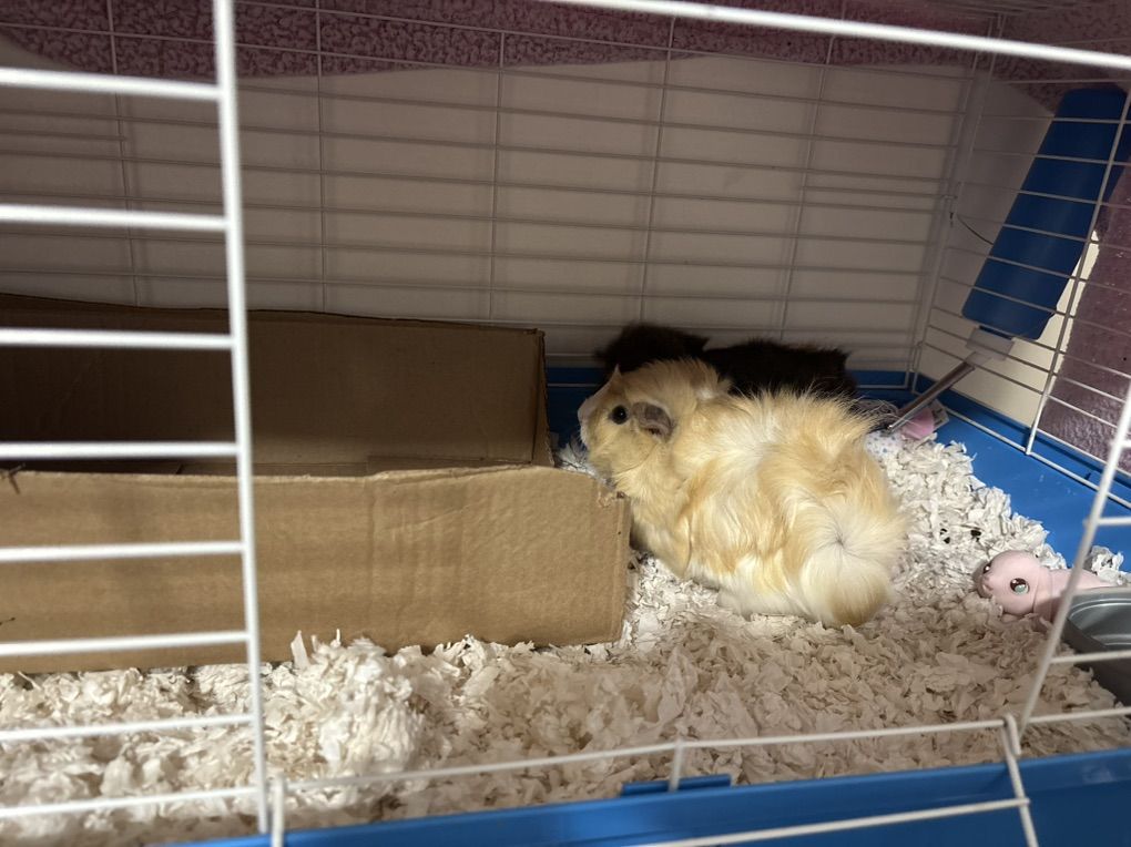 2 Adorable Female Guinea Pigs For Sale