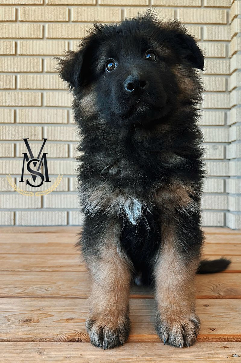 AKC Western Germany Line German Shepherd Pups