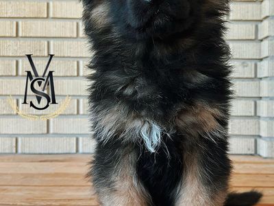 AKC Western Germany Line German Shepherd Pups