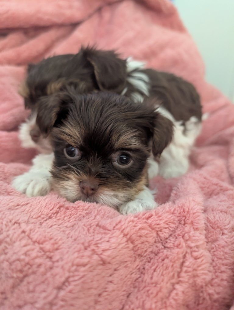 *Reduced*Tea Cup Chocolate Parti Yorkies, teddy be