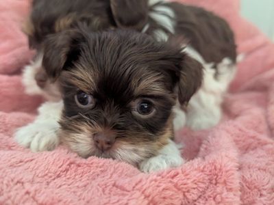 *Reduced*Tea Cup Chocolate Parti Yorkies, teddy be
