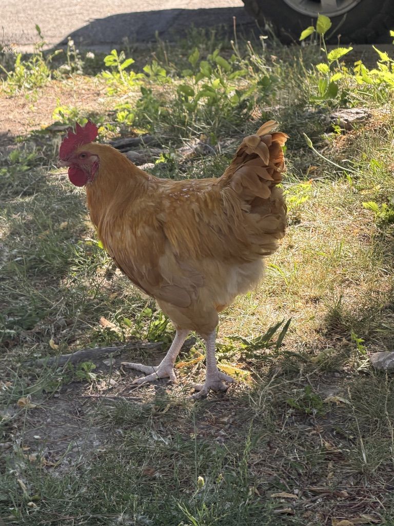 Buff Orpington rooster needs a home