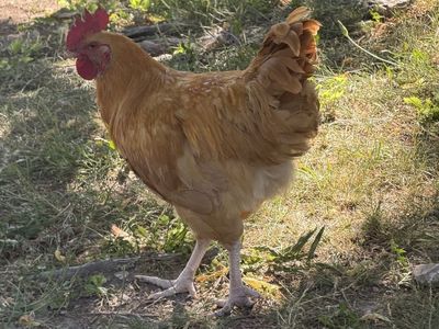 Buff Orpington rooster needs a home
