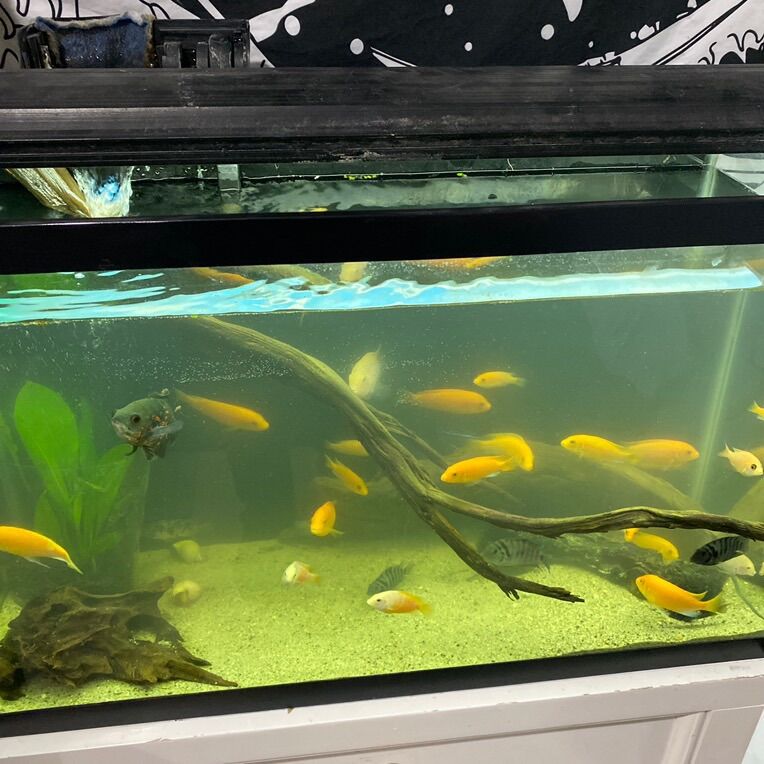 Yellow Cichlids
