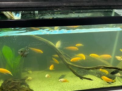 Yellow Cichlids