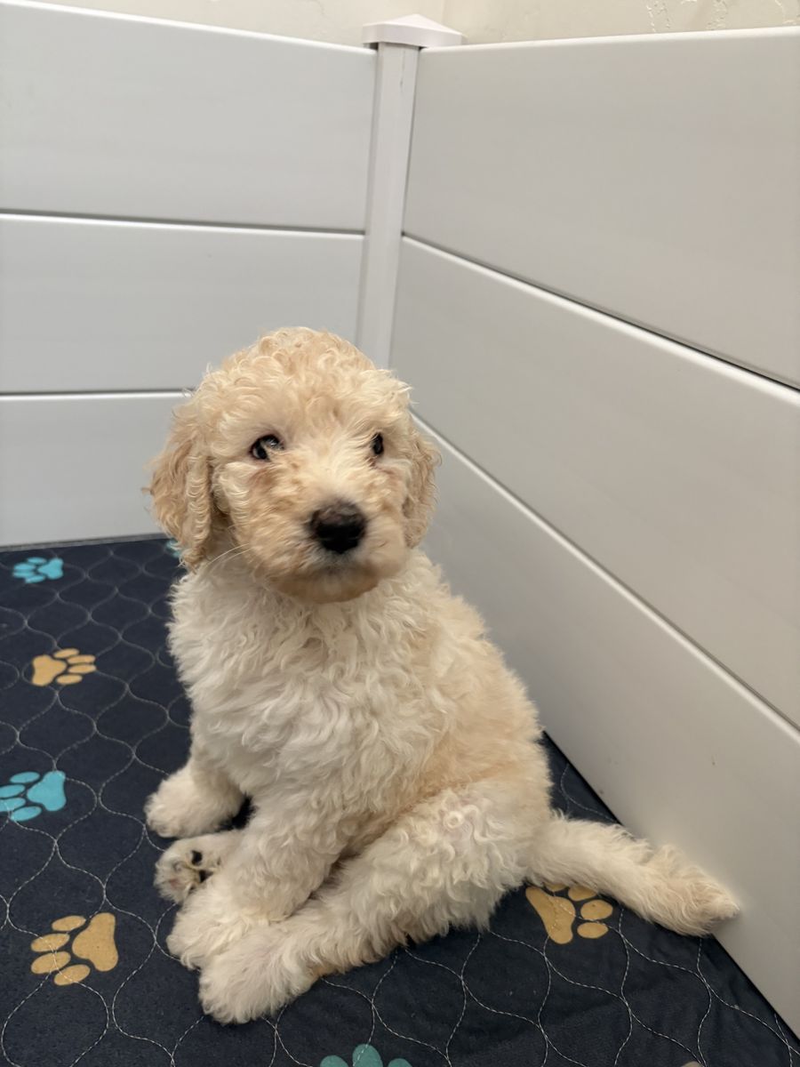 F1b Sheepadoodle Puppies
