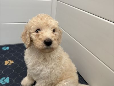 F1b Sheepadoodle Puppies