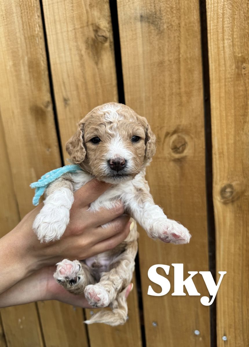 F1b mini Goldendoodles