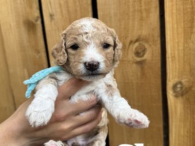 F1b mini Goldendoodles