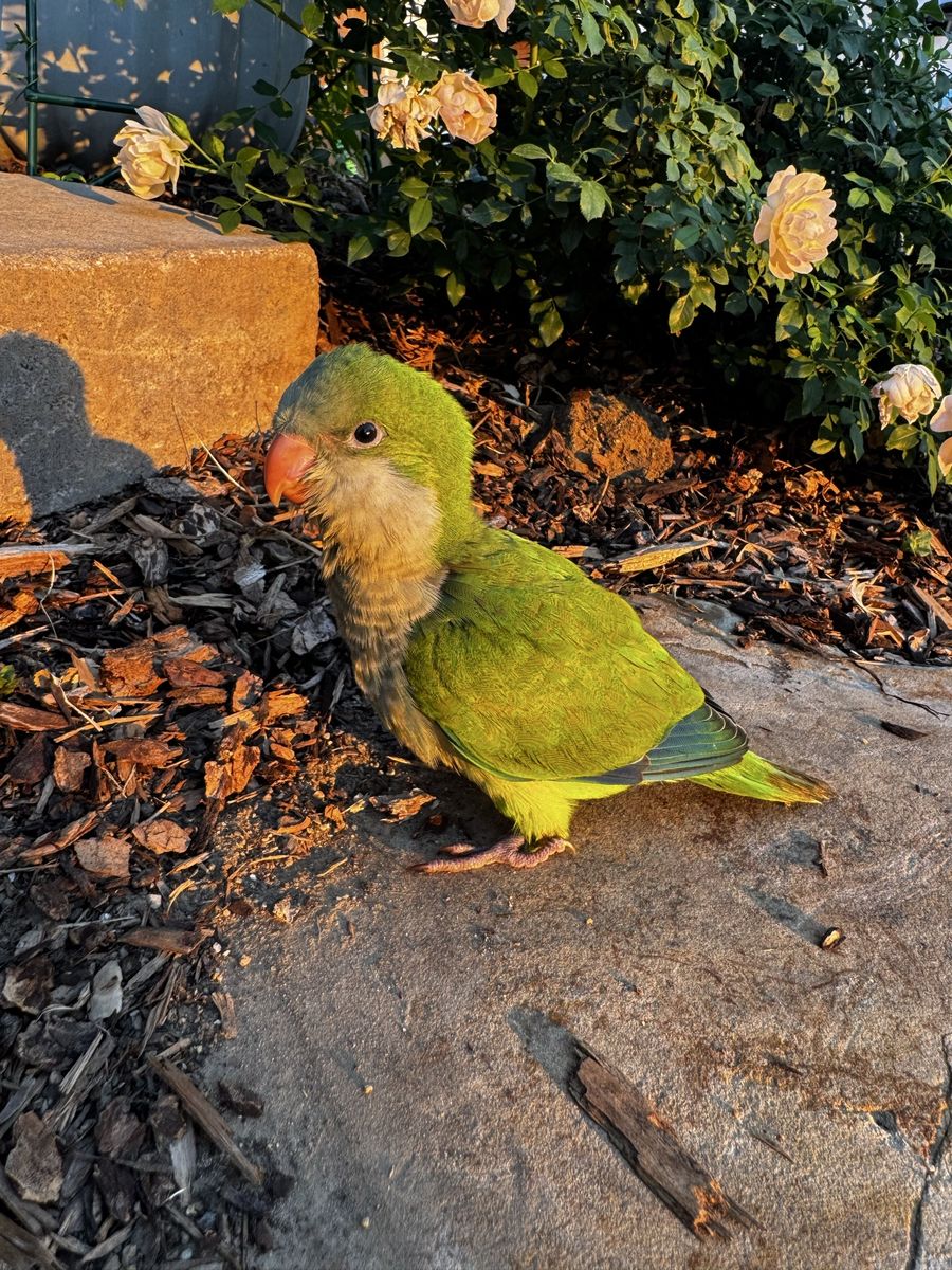 Quaker Parrot Green Bird: Hand Raised