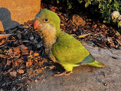 Quaker Parrot Green Bird: Hand Raised