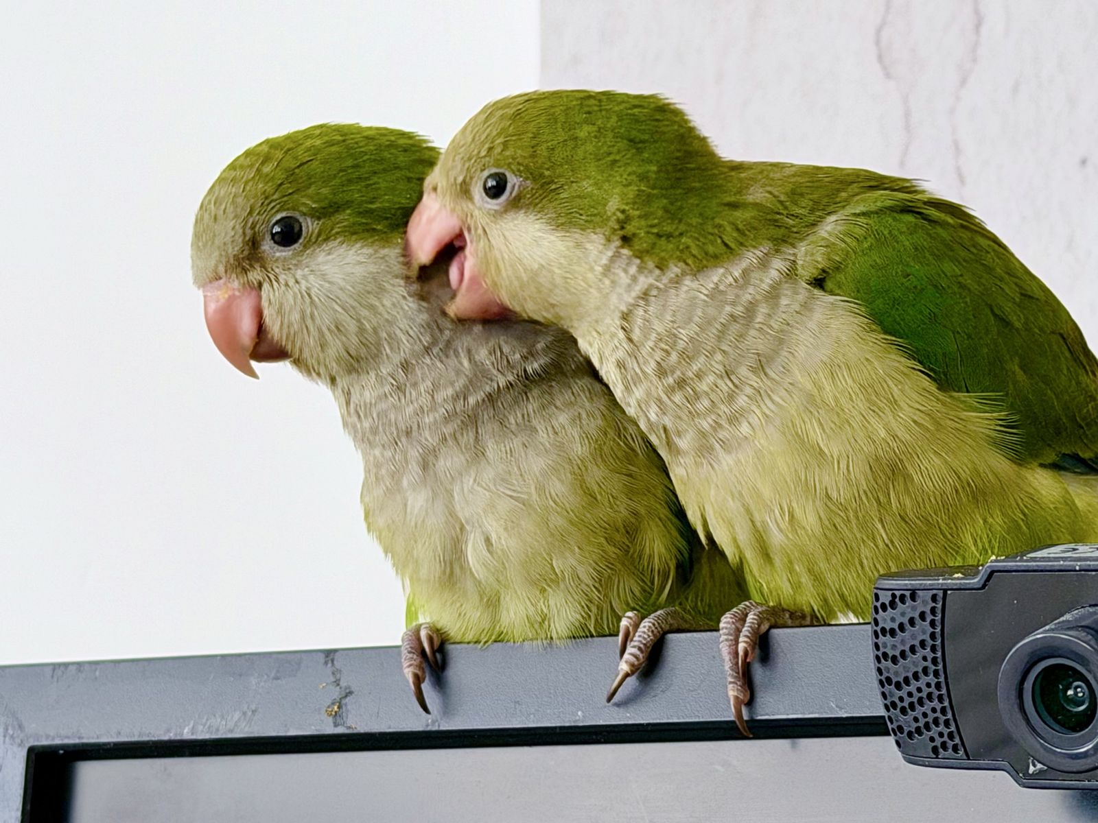 Hand‑Raised Baby Quaker Parrots – Best Age for Bonding & Training - Perfect for first time owners