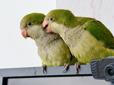 Hand‑Raised Baby Quaker Parrots – Best Age for Bonding & Training - Perfect for first time owners