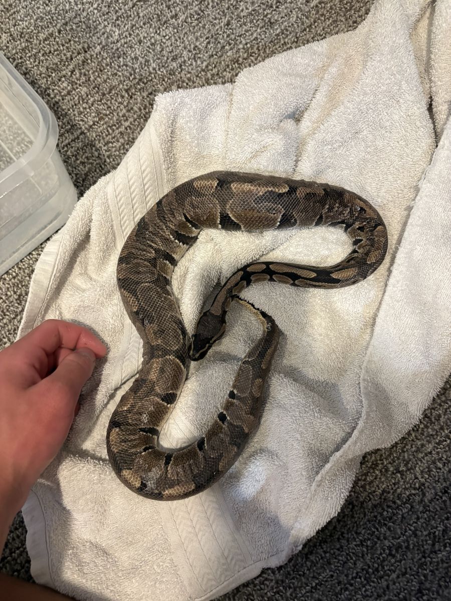 Ball python