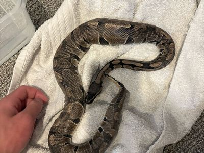 Ball python
