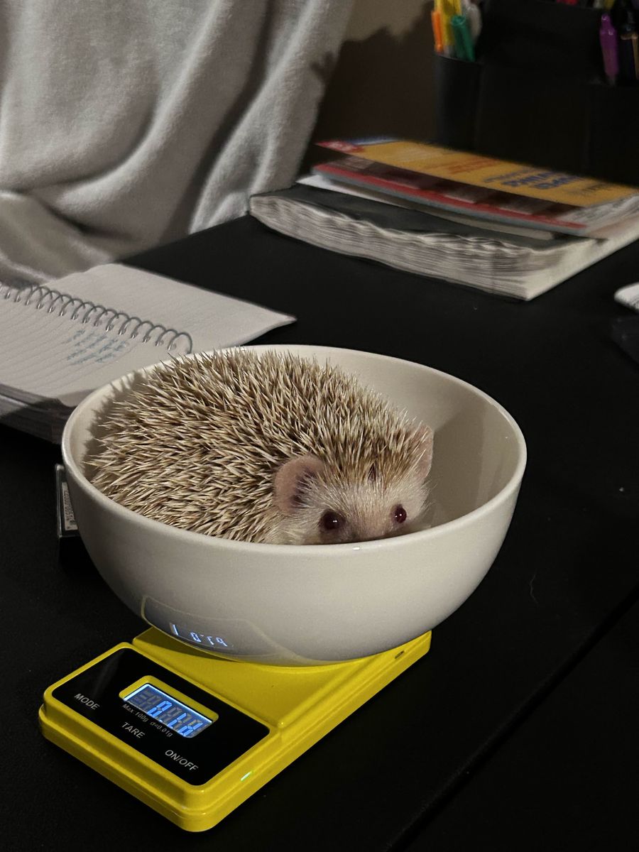 Hedgehog For Sale