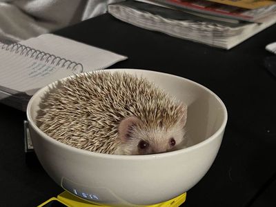 Hedgehog For Sale