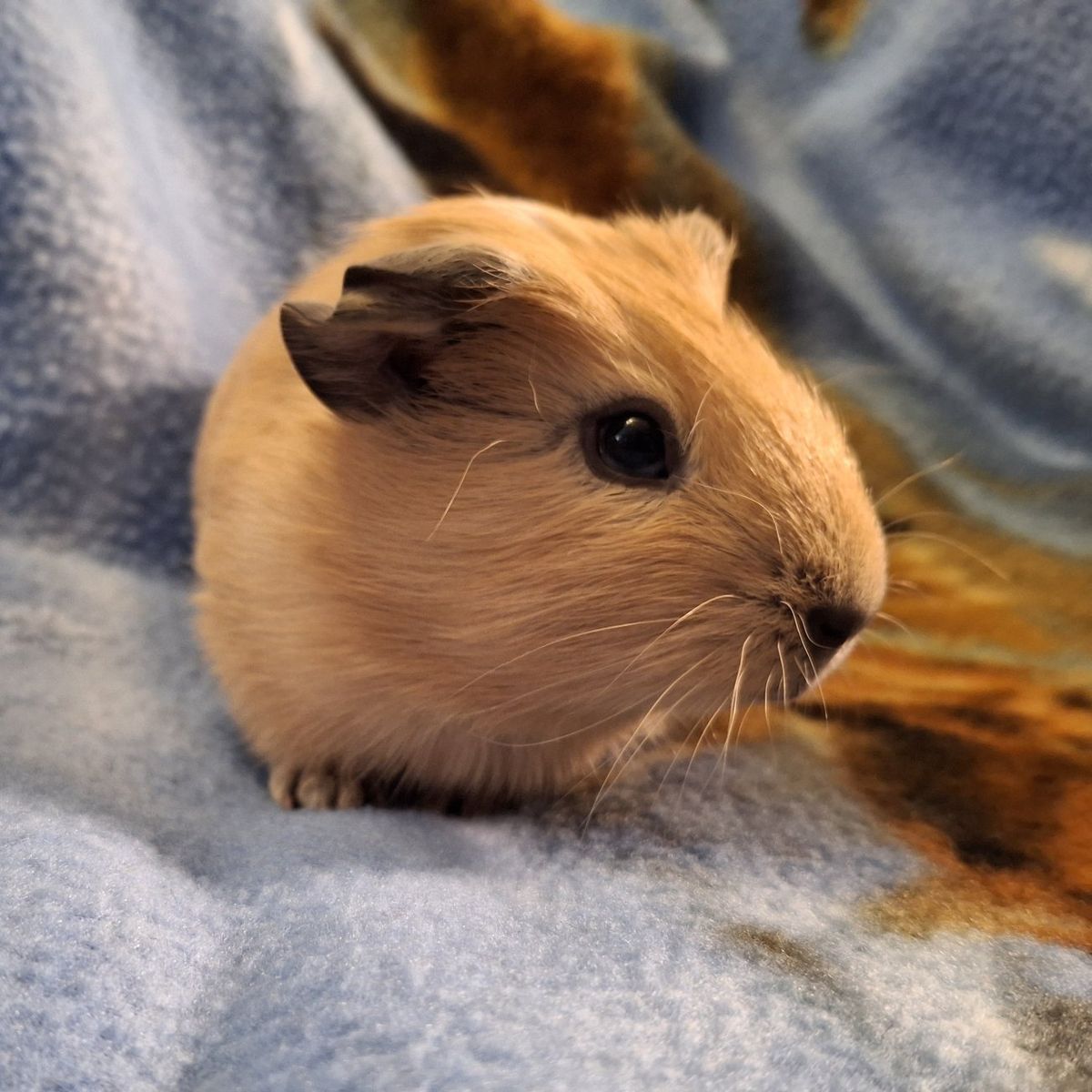 Baby Guinea Pig: Diesel