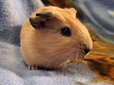 Baby Guinea Pig: Diesel