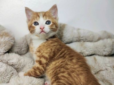Male kitten 9 weeks