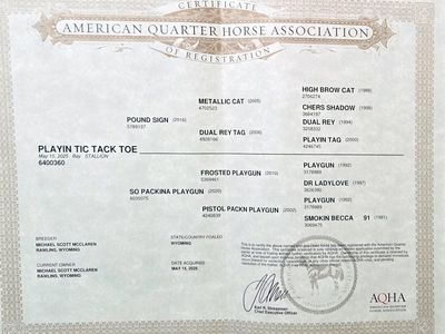 2025 AQHA stud
