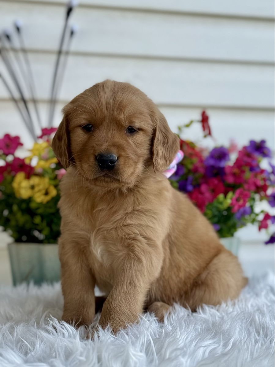 AKC Golden Retriever Puppies