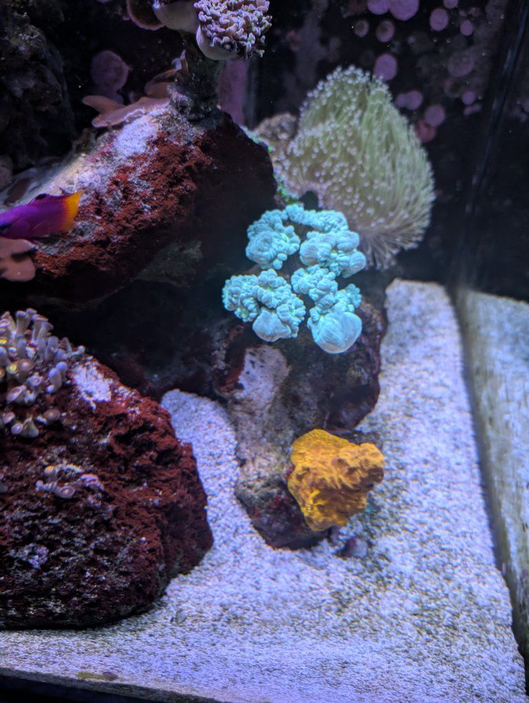Candycane coral colony with 24k lepto