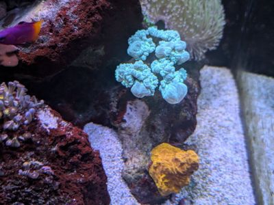 Candycane coral colony with 24k lepto