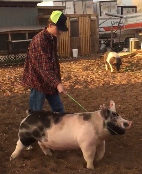 Show Pigs for the Summer and Fall Shows