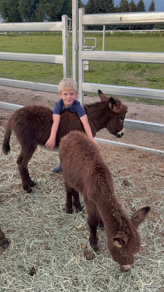 Micro Mini Donkeys Spring 2026