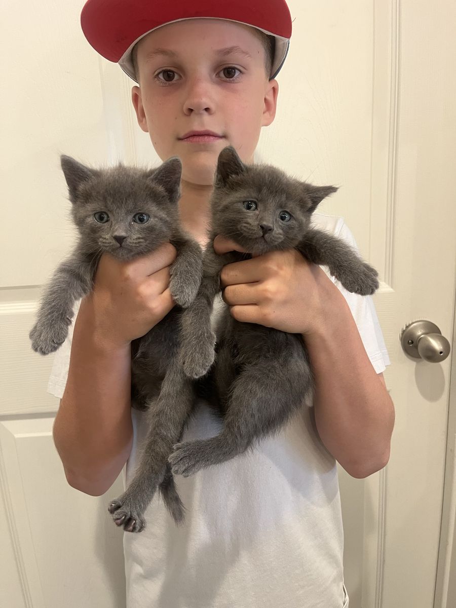 Adorable Grey male Kittens (2) - Ready for New Homes