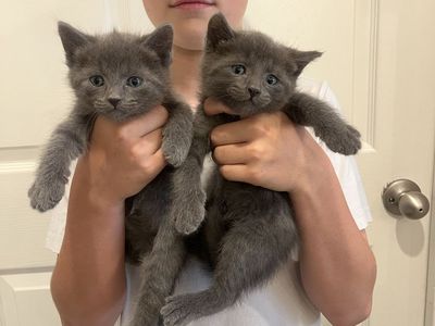 Adorable Grey male Kittens (2) - Ready for New Homes
