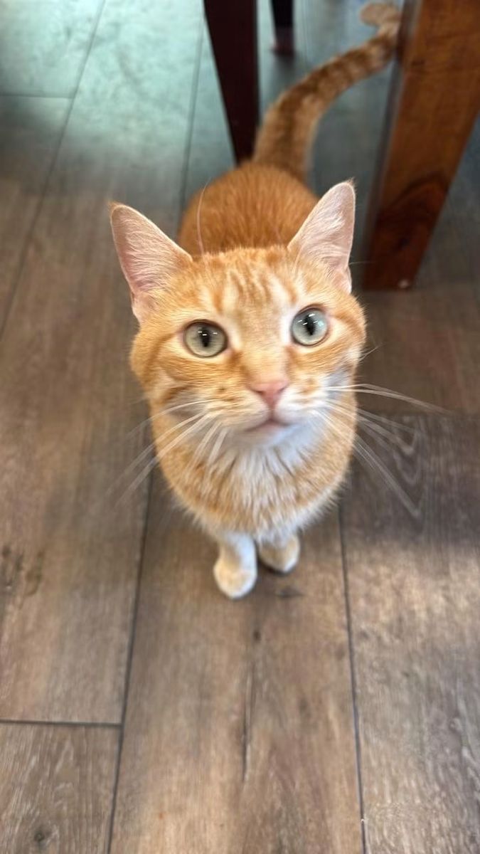Adorable cats Seeking Forever Homes - Ginger Tabby, black and white and a white and orange Cat