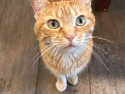 Adorable cats Seeking Forever Homes - Ginger Tabby, black and white and a white and orange Cat