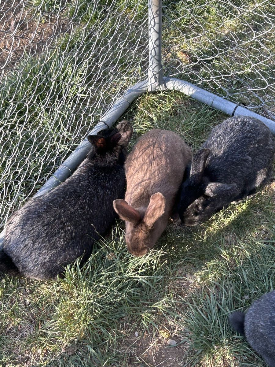 Rabbits