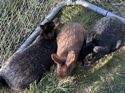 Rabbits