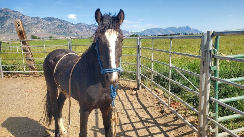 Yearling stud Colt..