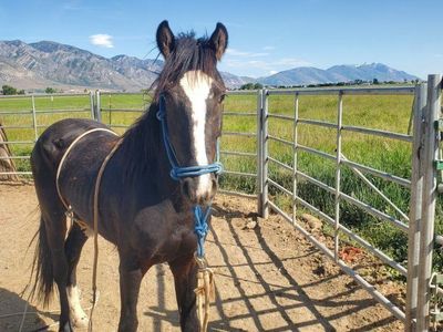 Yearling stud Colt..