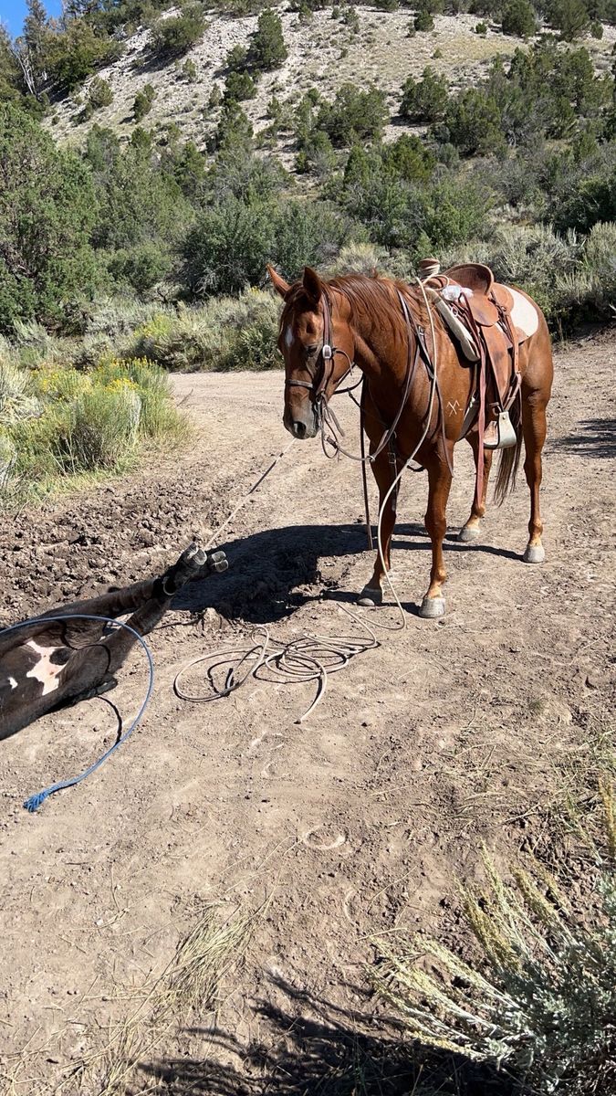 7 year old sorrel gelding