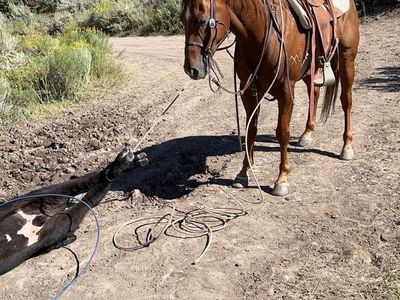 7 year old sorrel gelding