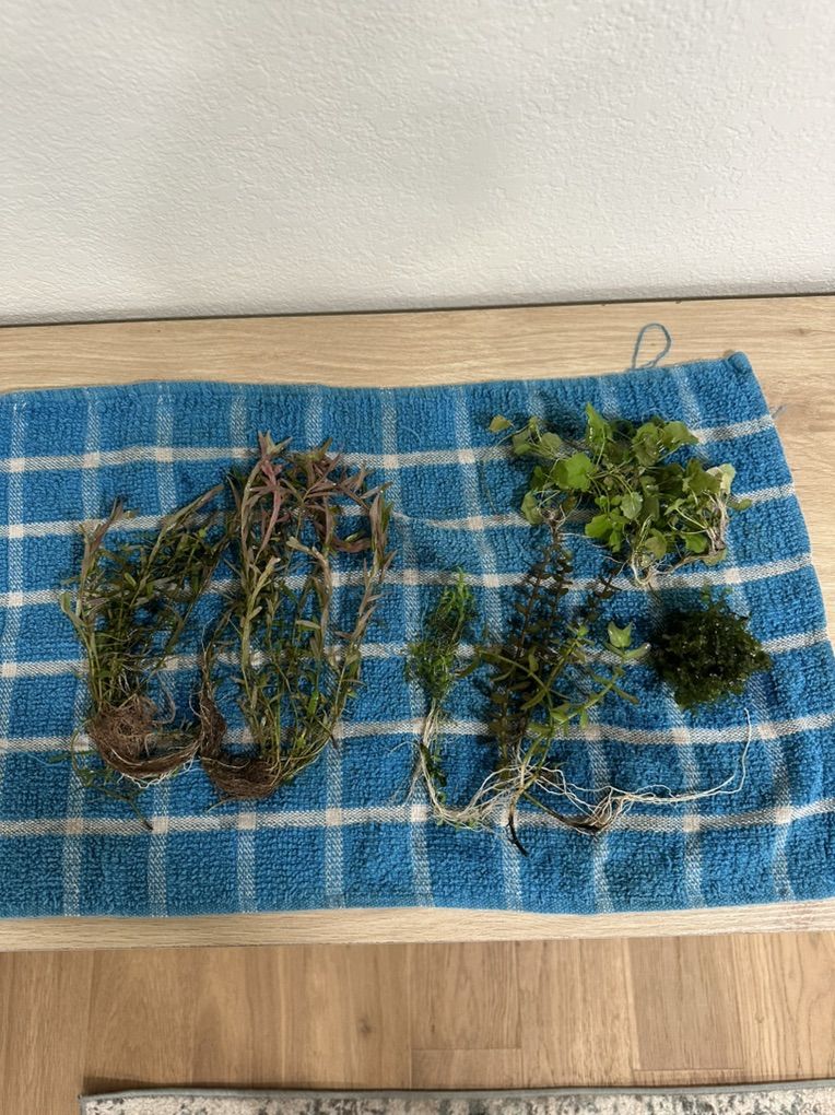 Aquatic Plants