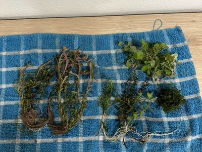 Aquatic Plants