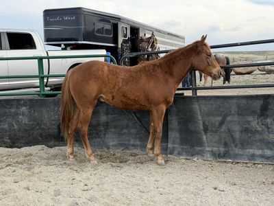 Stud colt