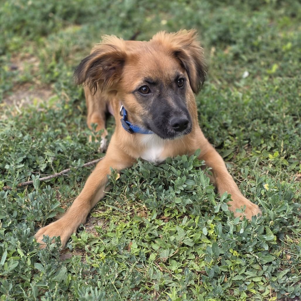 Hello my name is Archie
