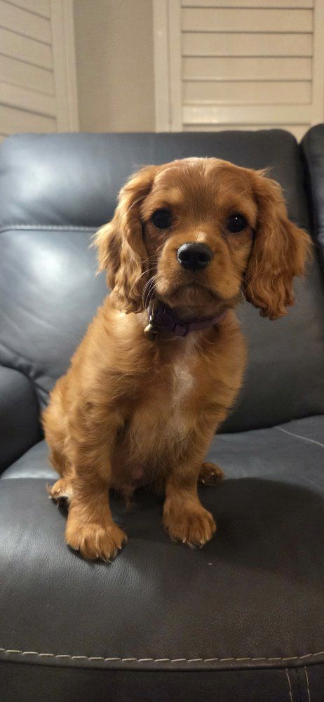 cavalier king charles spaniel